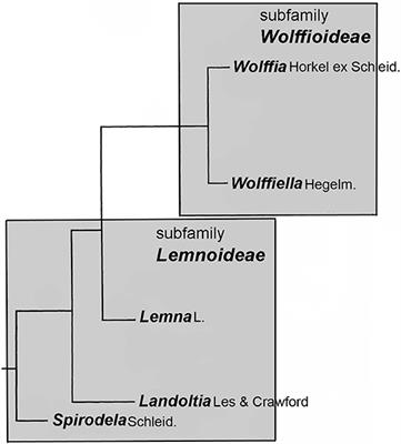 Duckweed (Lemnaceae): Its Molecular Taxonomy